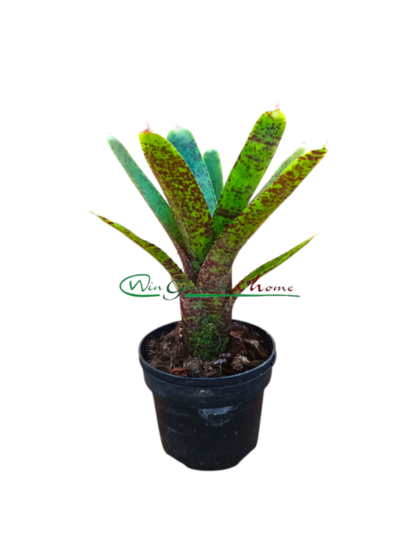 NG Neoregelia Guinea