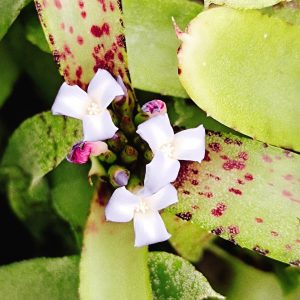 Neoregelia Liliputiana