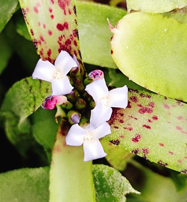 Neoregelia Liliputiana