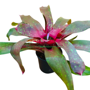 Neoregelia Monet