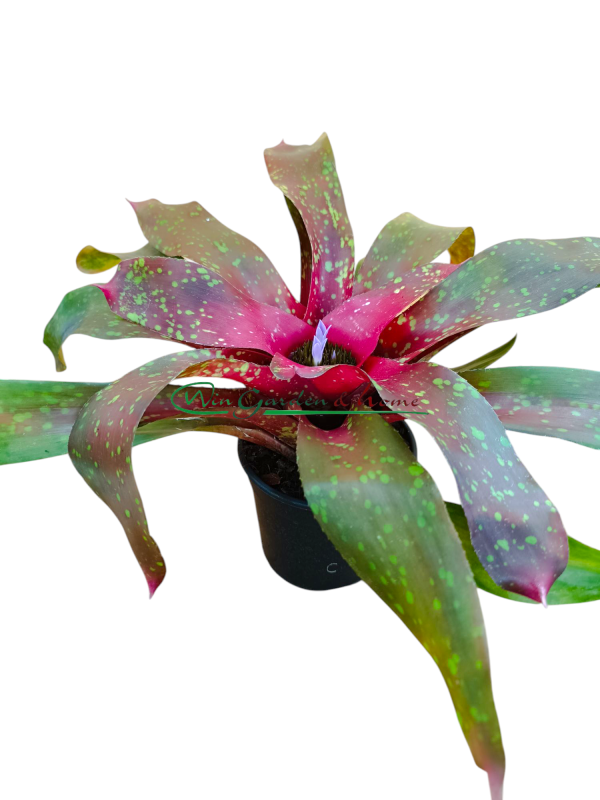 Neoregelia Monet