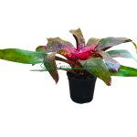 Neoregelia Monet