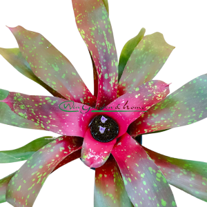 Neoregelia Monet