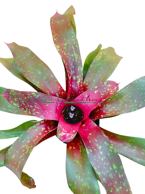 Neoregelia Monet
