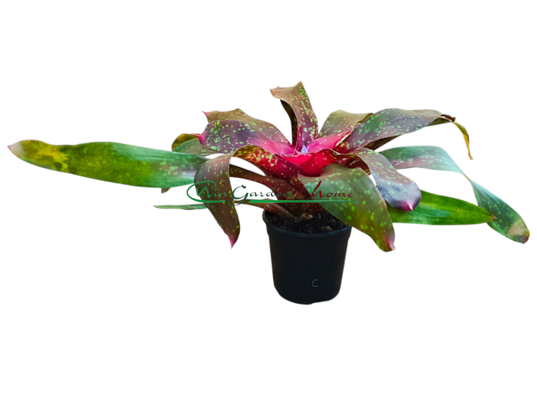 NM Neoregelia Monet