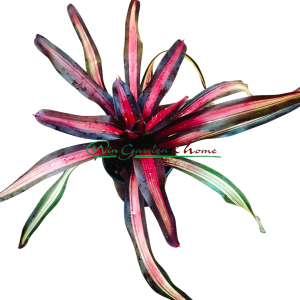Neoregelia Pimiento