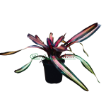 Neoregelia Pimiento
