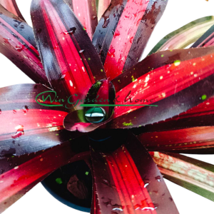 Neoregelia Pimiento