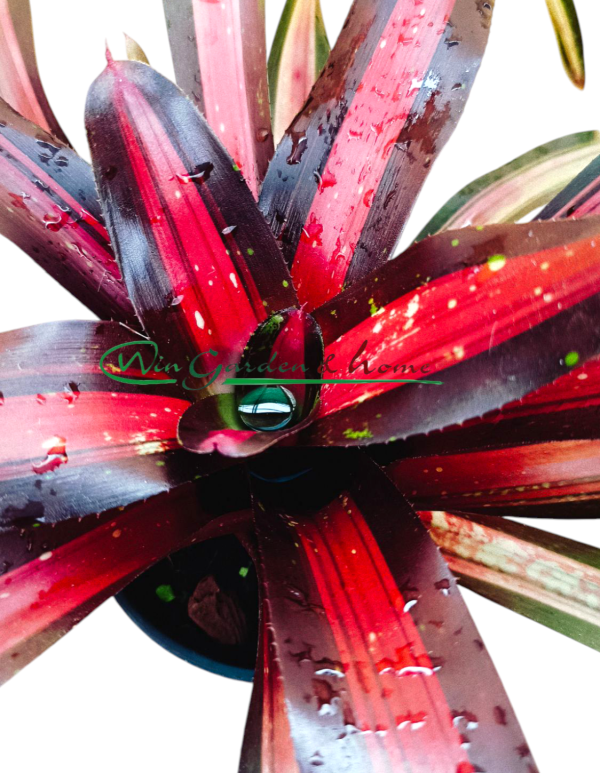 Neoregelia Pimiento