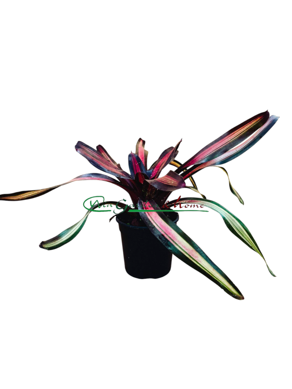 NP Neoregelia Pimiento