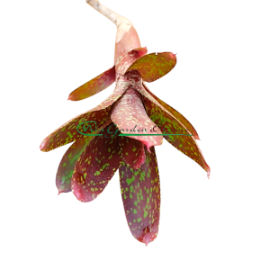 Neoregelia Paquita