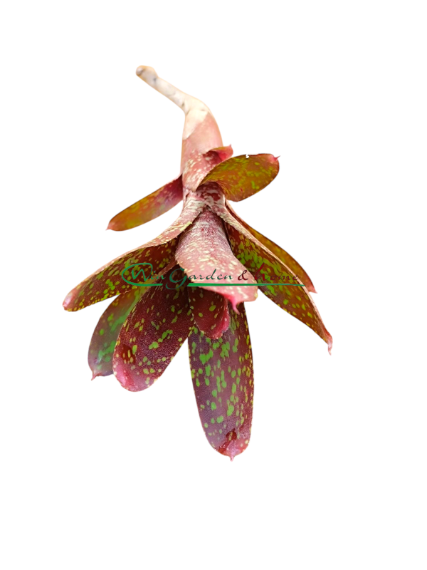 Neoregelia Paquita