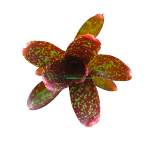 Neoregelia Paquita