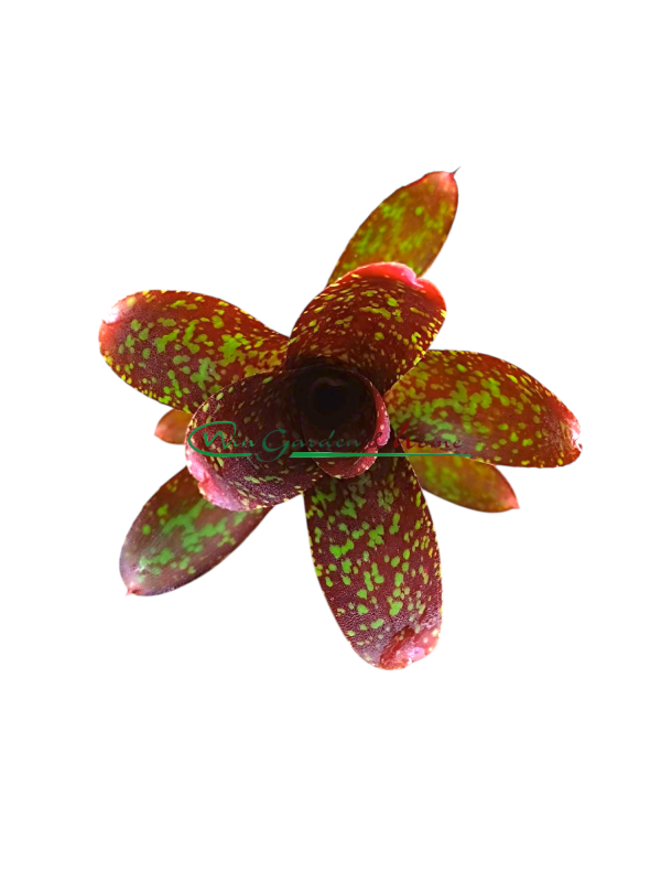 NPAQ Neoregelia Paquita
