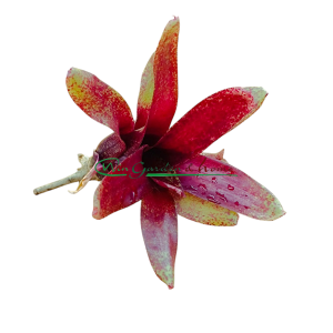 Neoregelia Red Waif