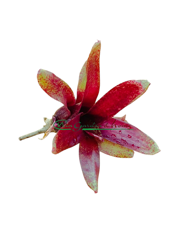 Neoregelia Red Waif