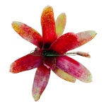 Neoregelia Red Waif