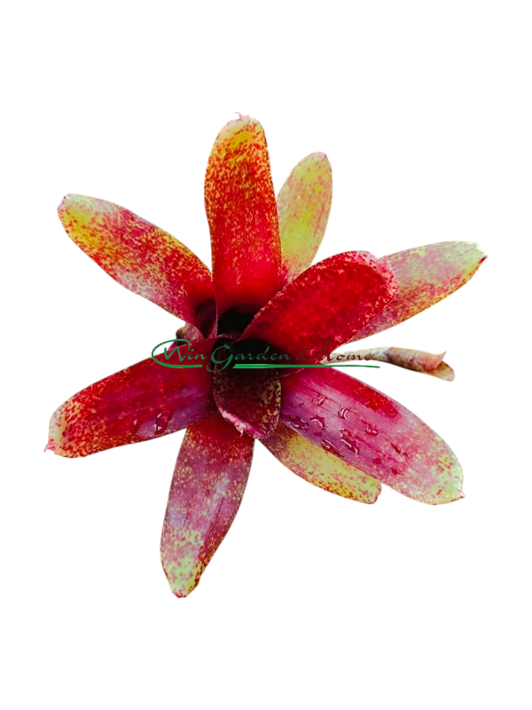 NRW Neoregelia Red Waif