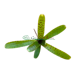 Neoregelia sem ID - Image 2