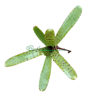Neoregelia sem ID - Image 1