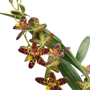 Anselia africana