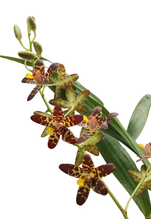 Anselia africana