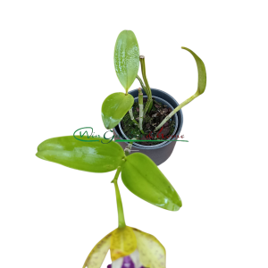 Ctt. Siamese Doll Kiwi