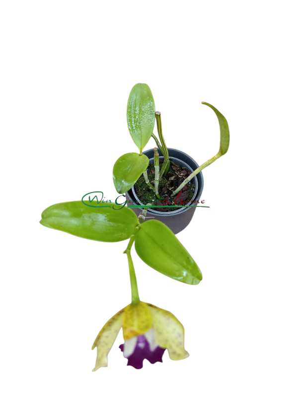 Ctt. Siamese Doll Kiwi