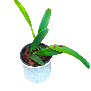 Cattleya lueddemanniana