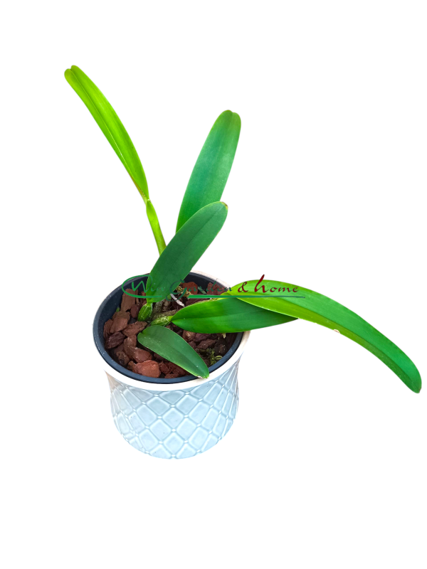 Cattleya lueddemanniana