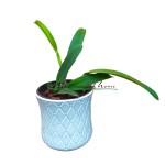 Cattleya lueddemanniana