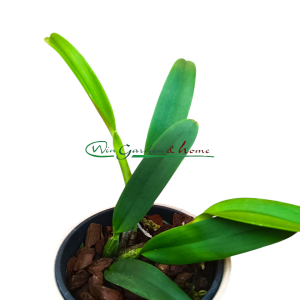 Cattleya lueddemanniana