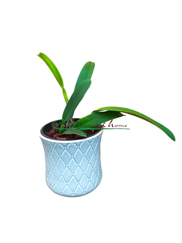52004 Cattleya lueddemanniana