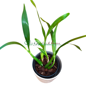 Epidendrum brassavolae