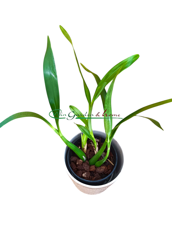 Epidendrum brassavolae