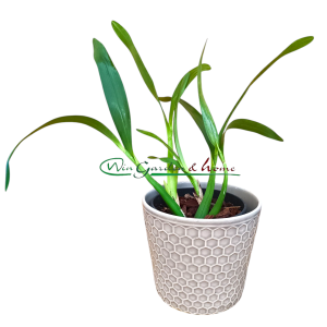 Epidendrum brassavolae