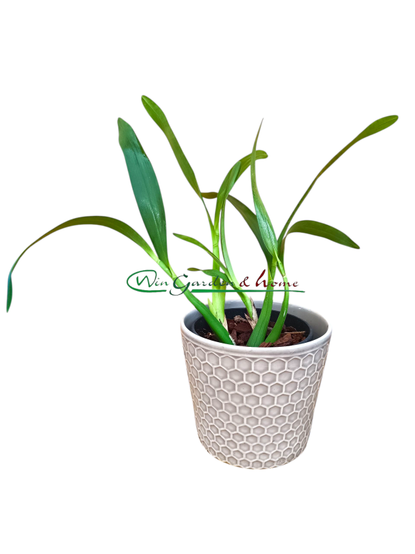 52024 Epidendrum brassavolae