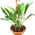 Gongora quinquinervis