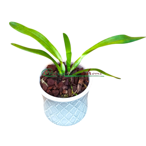 Laelia purpurata Tipo Rosada