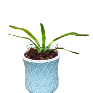 Laelia purpurata Tipo Rosada