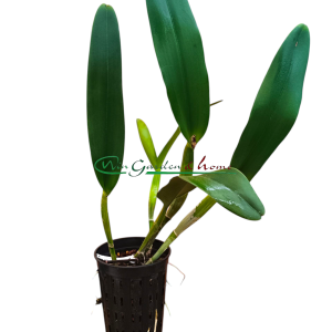 Laelia purpurata Werkhäuseri x Cattleya warneri Coerulea