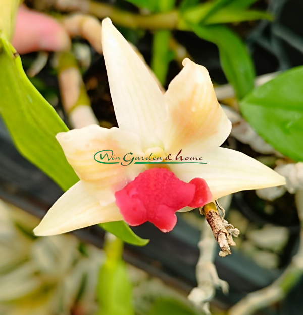 Dendrobium Frosty Dawn