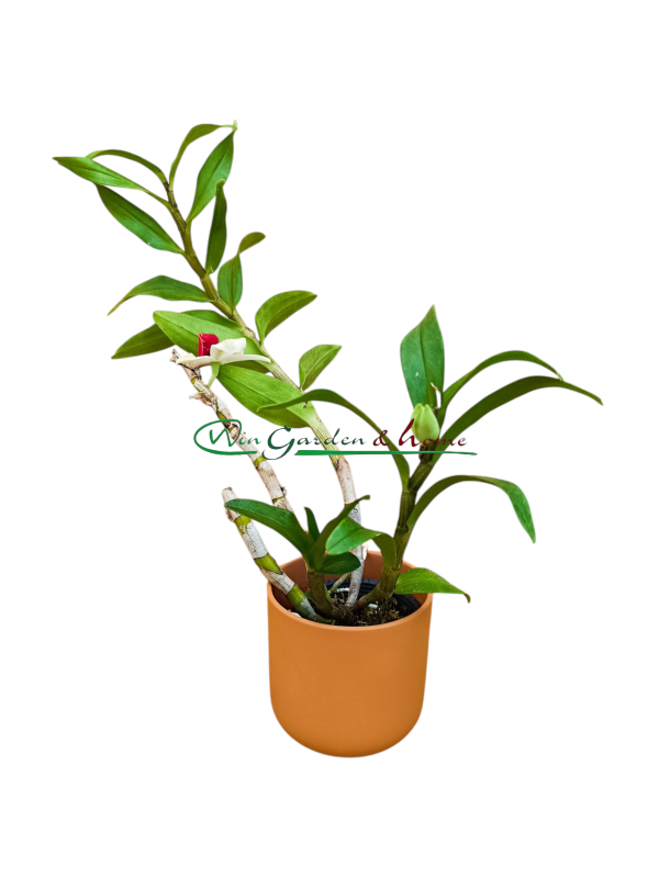 52367 Dendrobium Frosty Dawn