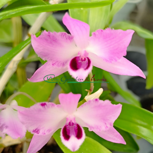 Dendrobium parishiii f. trilabelo