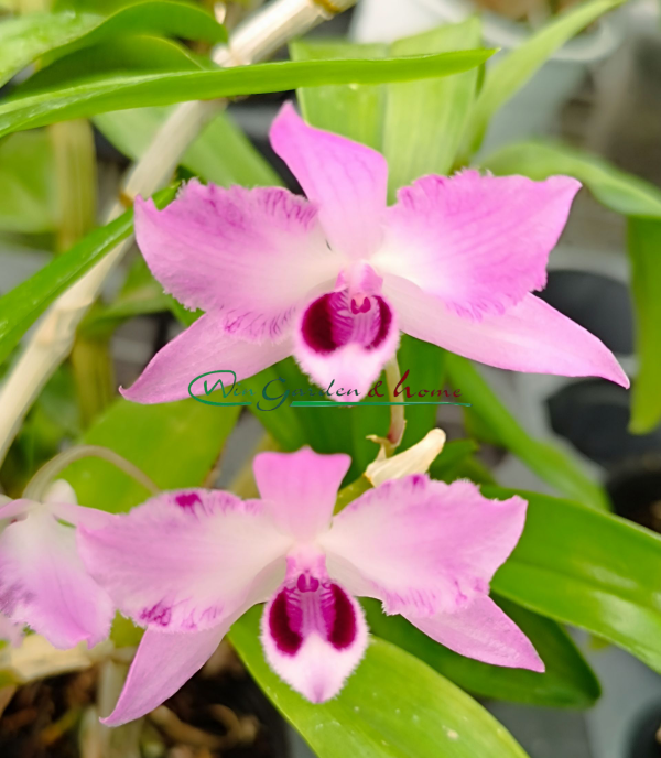 Dendrobium parishiii f. trilabelo