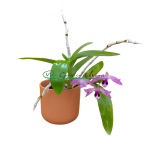 Dendrobium parishiii f. trilabelo