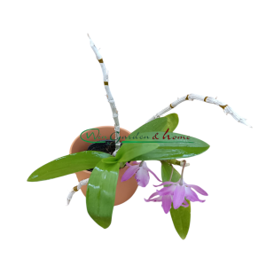 Dendrobium parishiii f. trilabelo - Image 3