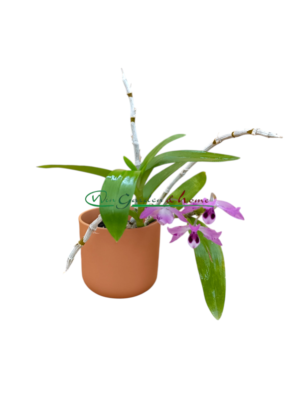 Dendrobium parishiii f. trilabelo