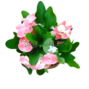 EUPHORBIA MILII CHARLOTTE