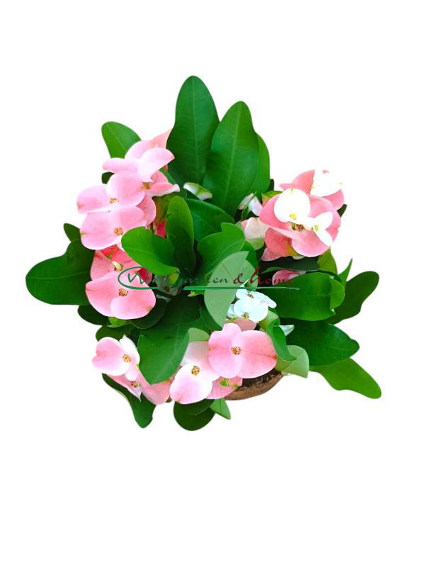 EUPHORBIA MILII CHARLOTTE